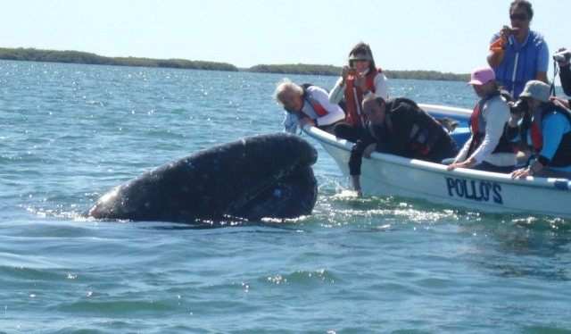  向我们的朋友问好 